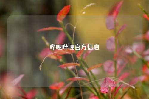 哔哩哔哩官方信息  第1张
