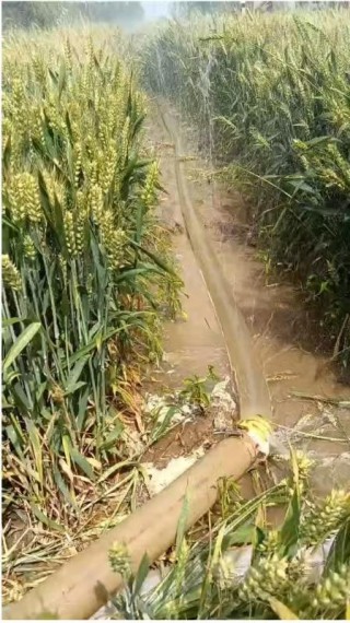 河南干旱部分农户提前割麦，农业部门：将救灾资金用于灌溉打井