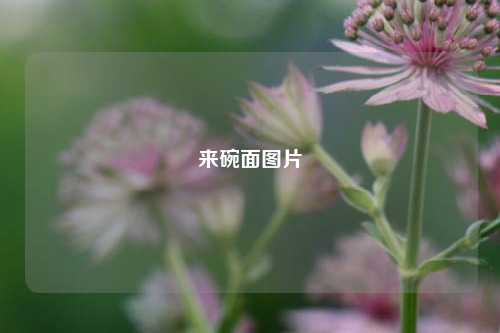 来碗面图片  第1张